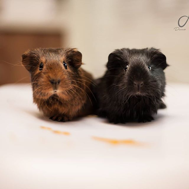 tengerimalacok