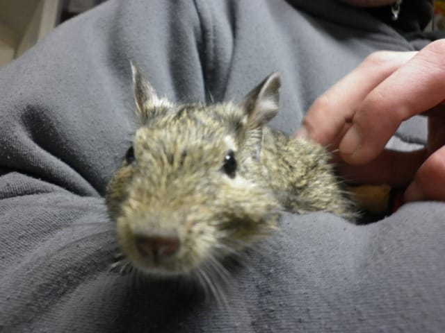 degu